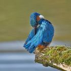 Eisvogel beim Putzen