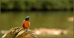 Eisvogel -- beim putzen