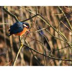 Eisvogel beim Sonnen.