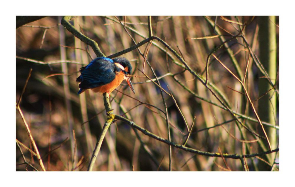 Eisvogel beim Sonnen.