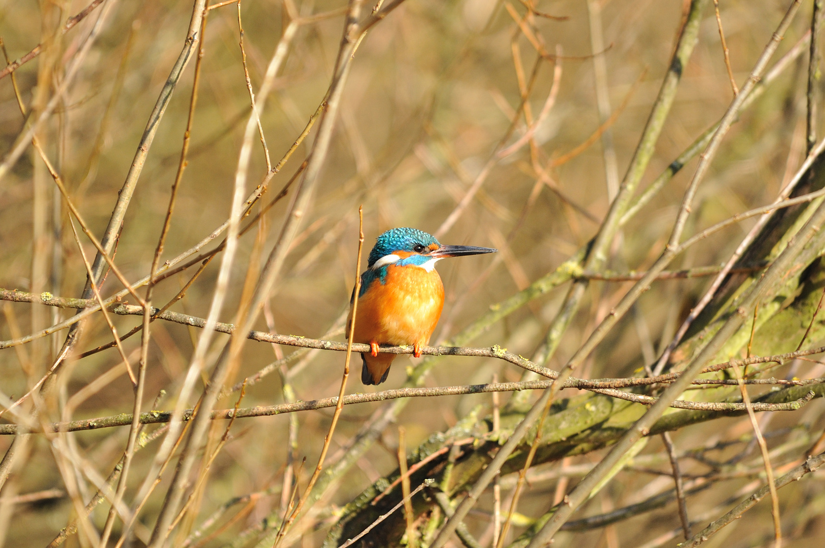 Eisvogel beim Sonnenbad