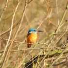 Eisvogel beim Sonnenbad