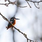 Eisvogel beim Sonnenbad