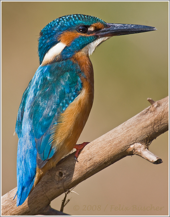 Eisvogel beim Sonnenbad