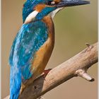 Eisvogel beim Sonnenbad