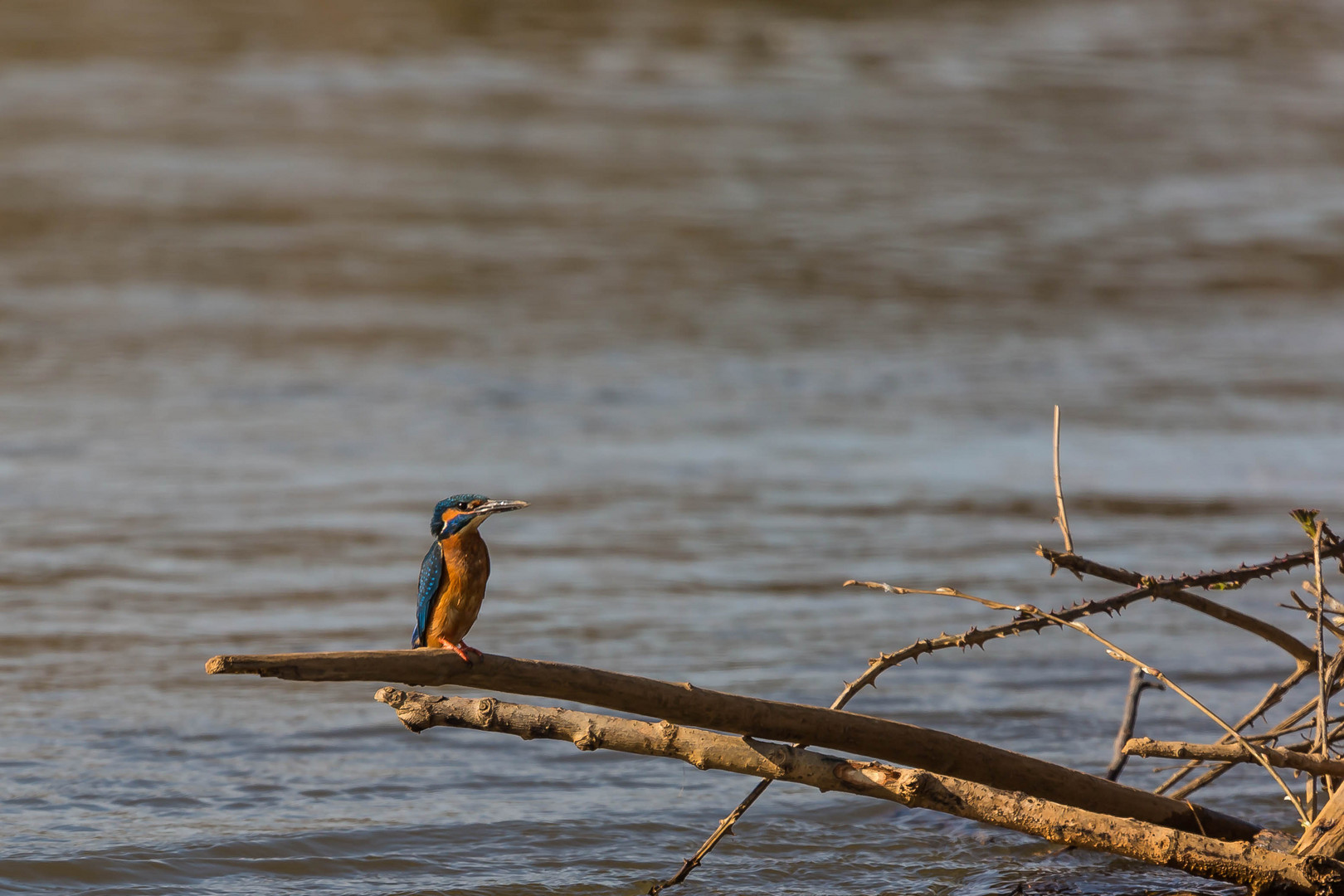 Eisvogel beim Sonnenbaden