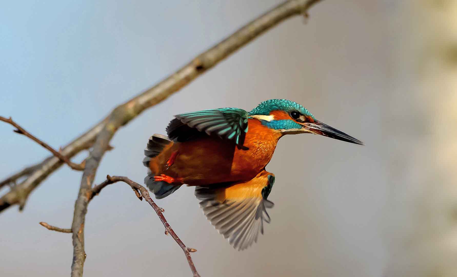 Eisvogel beim Start