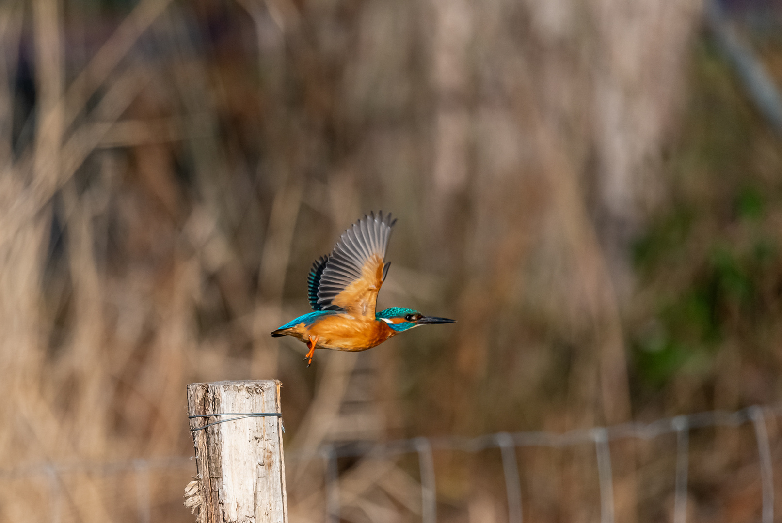 Eisvogel beim Start zum Flug