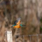 Eisvogel beim Start zum Flug