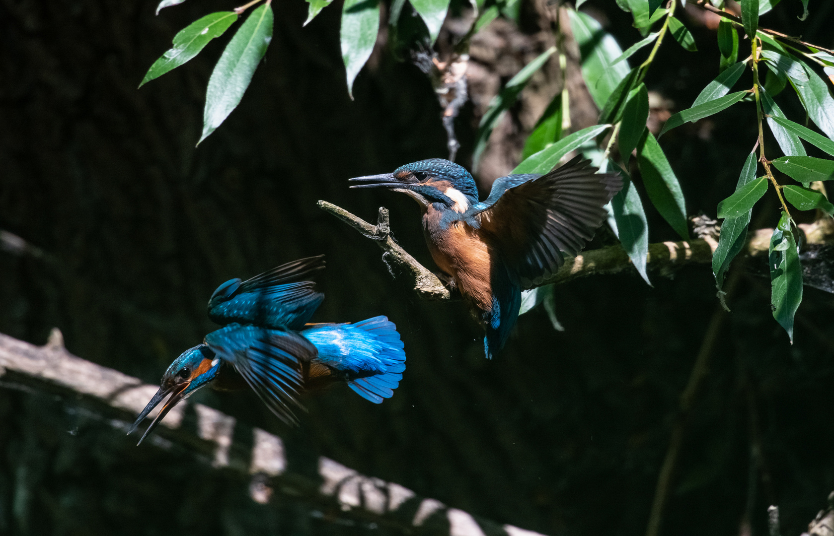 Eisvogel beim Versuch, den Jungvogel der zweiten Brut ...