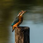 Eisvogel Bensheim Tongruben 1 2021