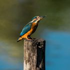 Eisvogel Bensheim Tongruben 2 2021