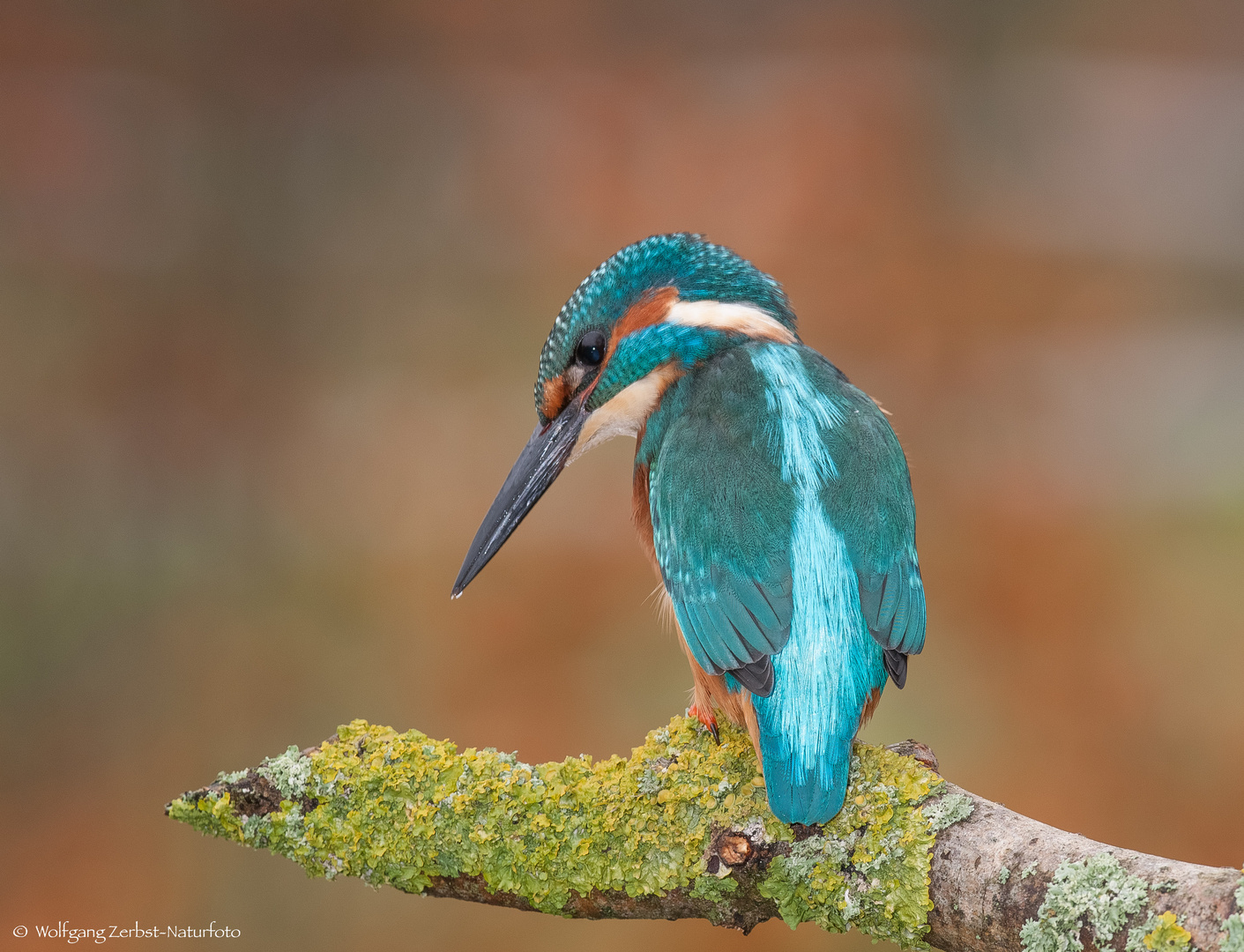   - Eisvogel beobachtet wo er Beute machen kann -