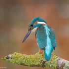   - Eisvogel beobachtet wo er Beute machen kann -