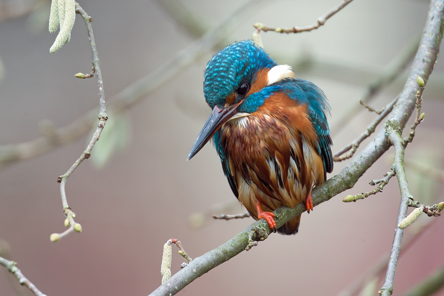 Eisvogel - bereit zum nächsten Tauchgang