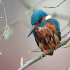 Eisvogel - bereit zum nächsten Tauchgang