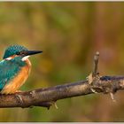 (Eisvogel)  Besuch am Gartenteich