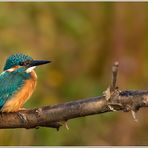 (Eisvogel)  Besuch am Gartenteich