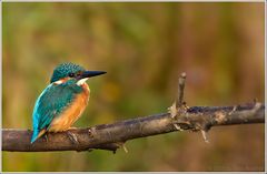 (Eisvogel)  Besuch am Gartenteich