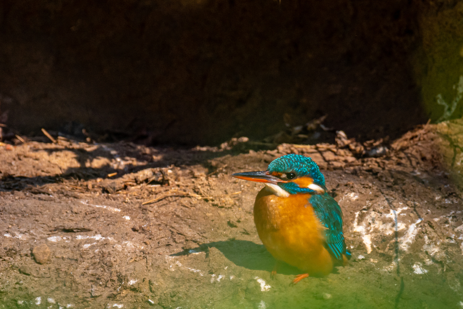 Eisvogel bewacht die Brutröhre _3128