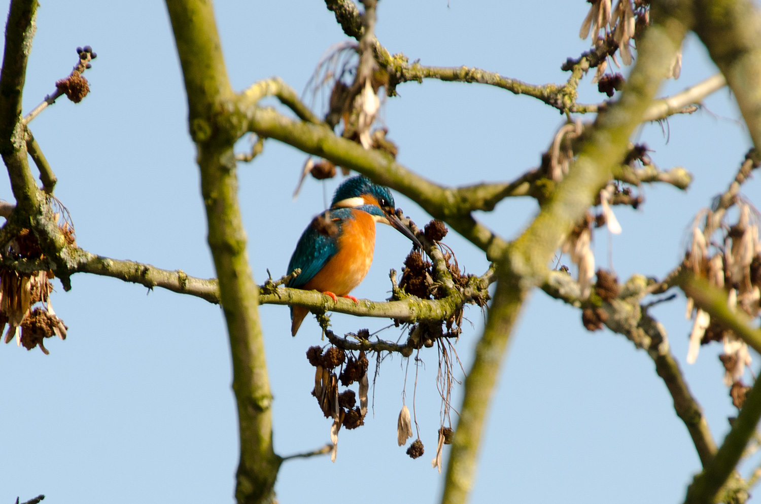 Eisvogel