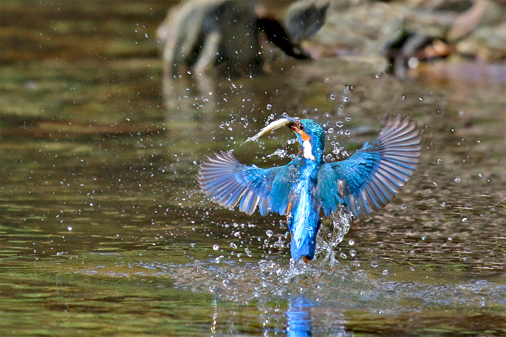 Eisvogel ...