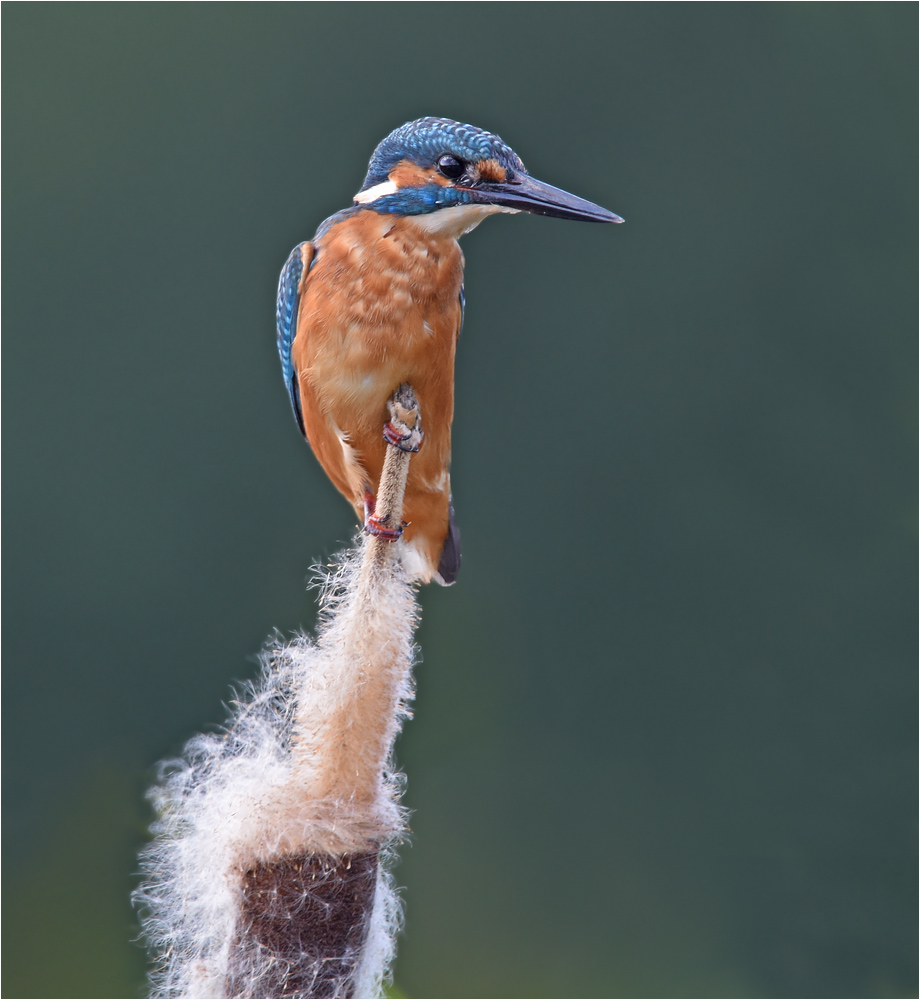 Eisvogel