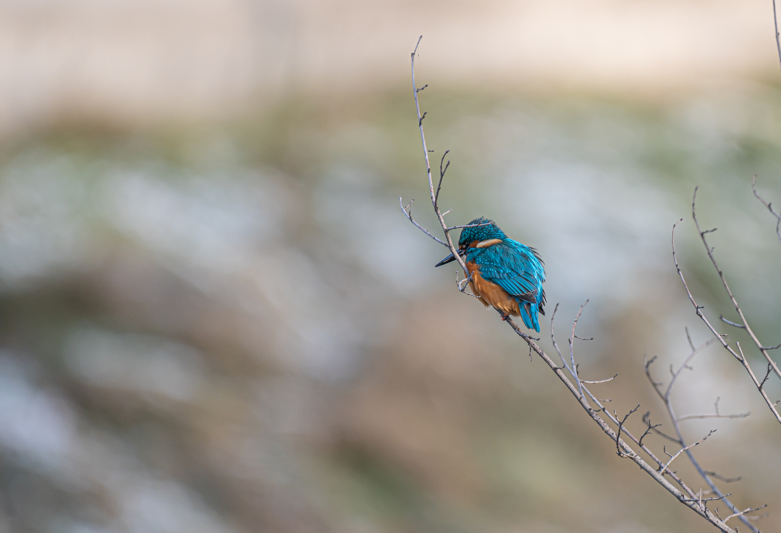 Eisvogel