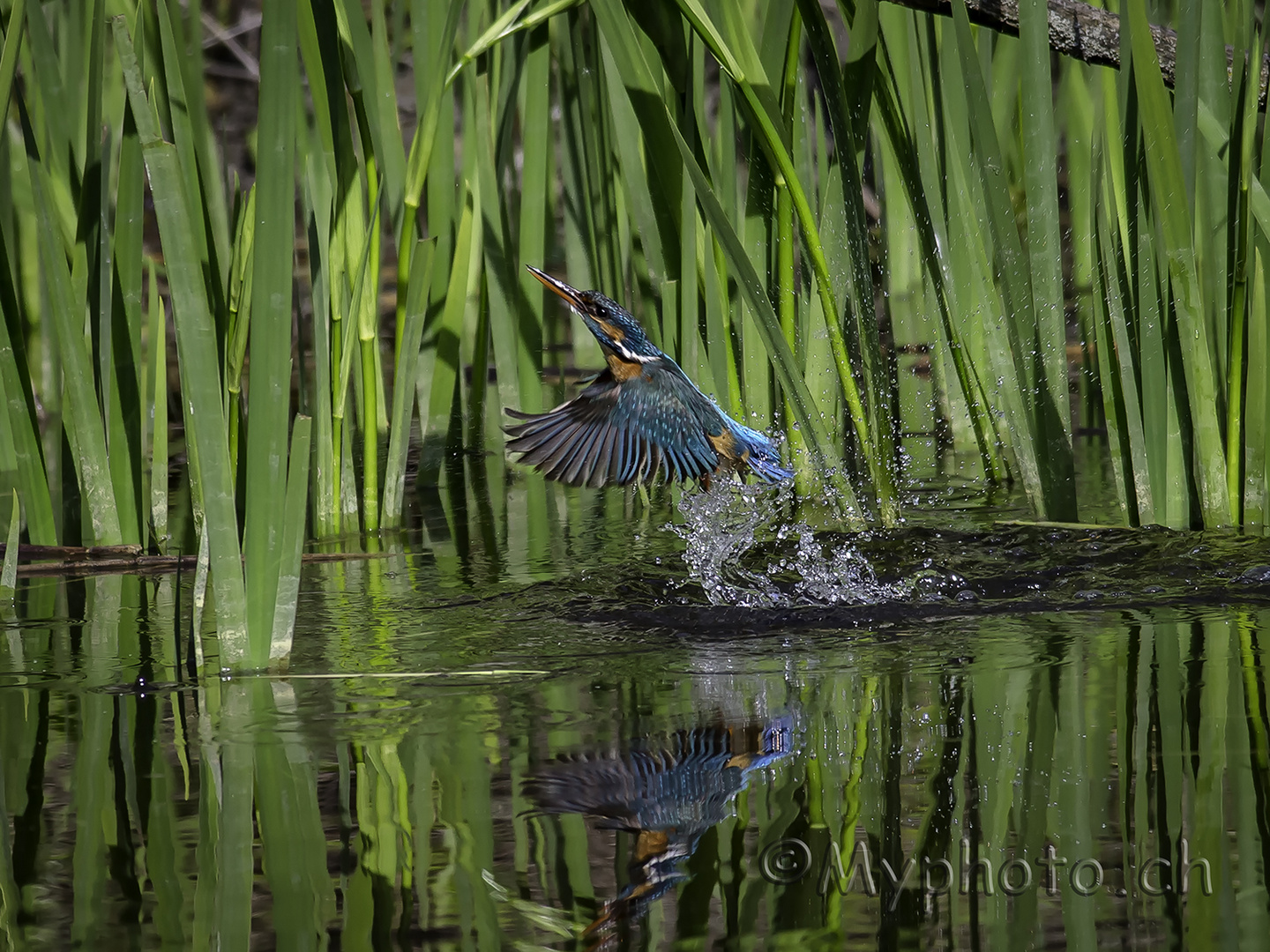 Eisvogel