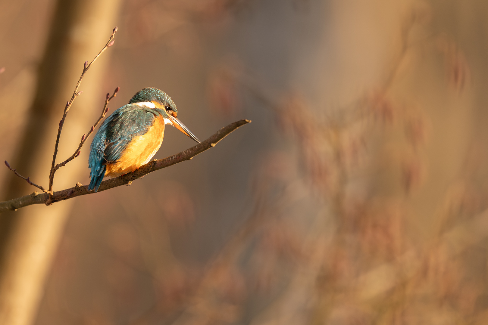 Eisvogel