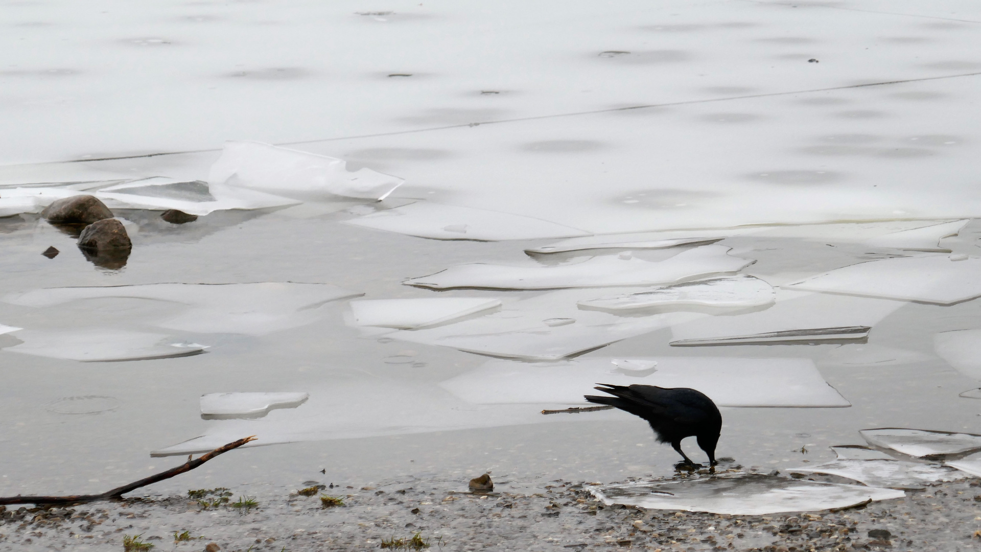 Eisvogel