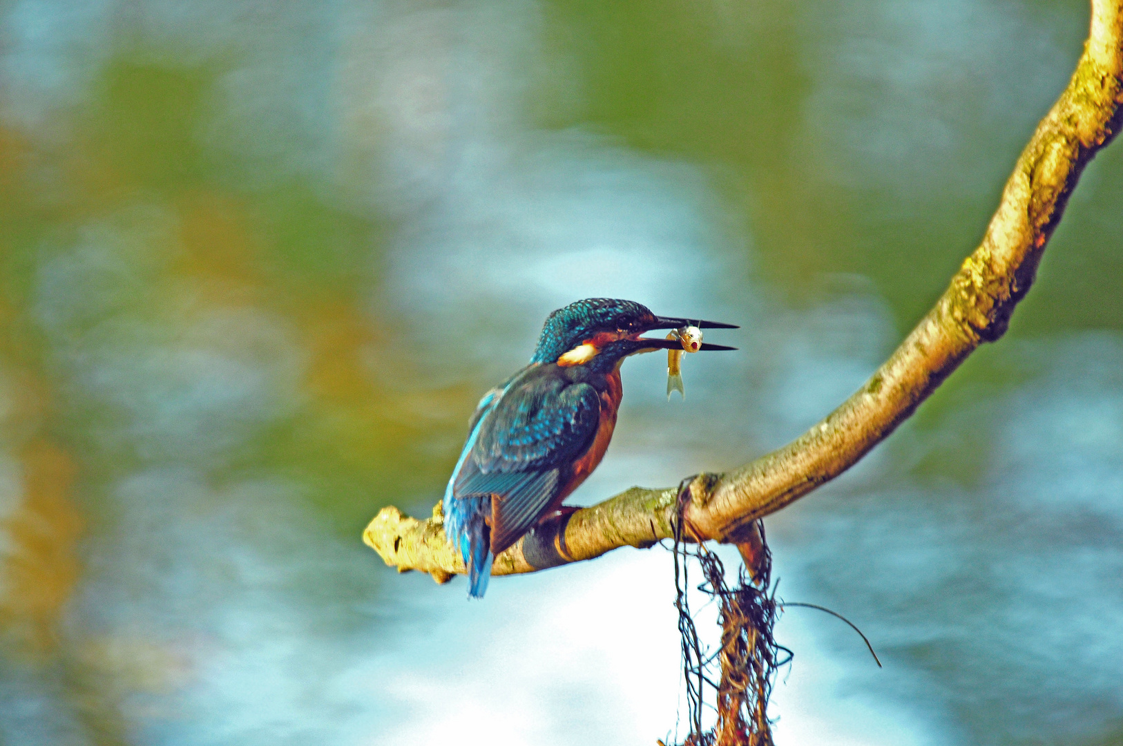 Eisvogel (Bild 1)