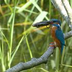 eisvogel bistensee 037