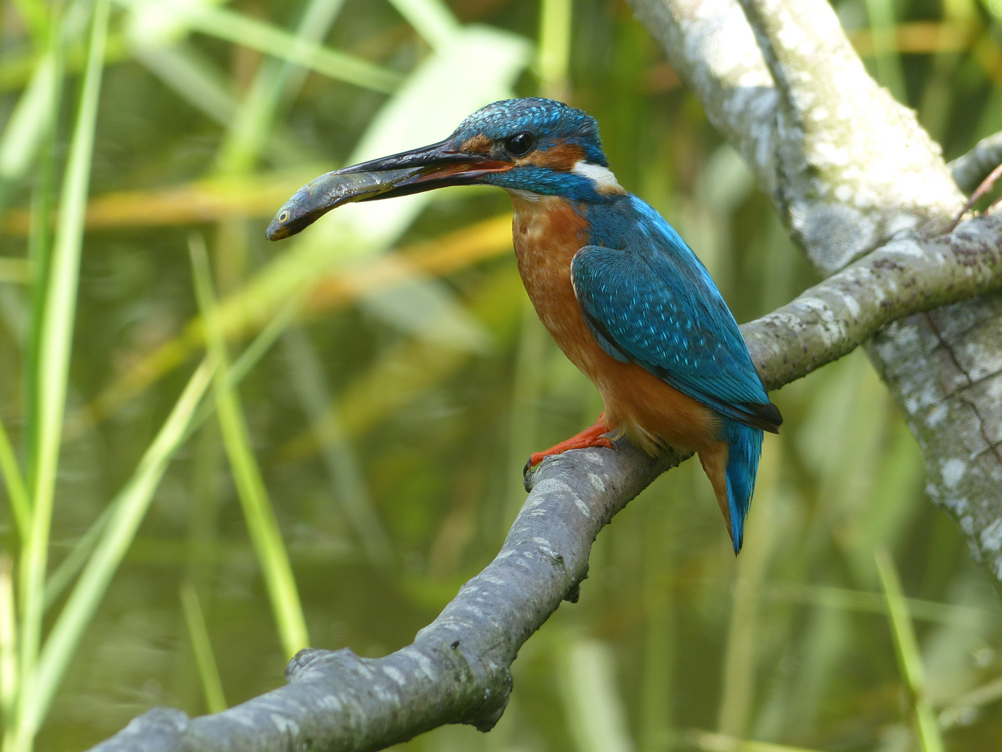 eisvogel bistensee 117