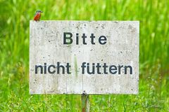 Eisvogel, bitte nicht füttern!