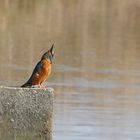 Eisvogel blicht nach oben