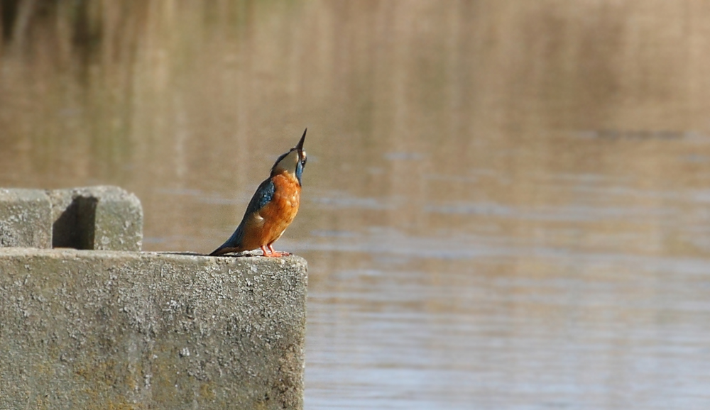 Eisvogel blicht nach oben