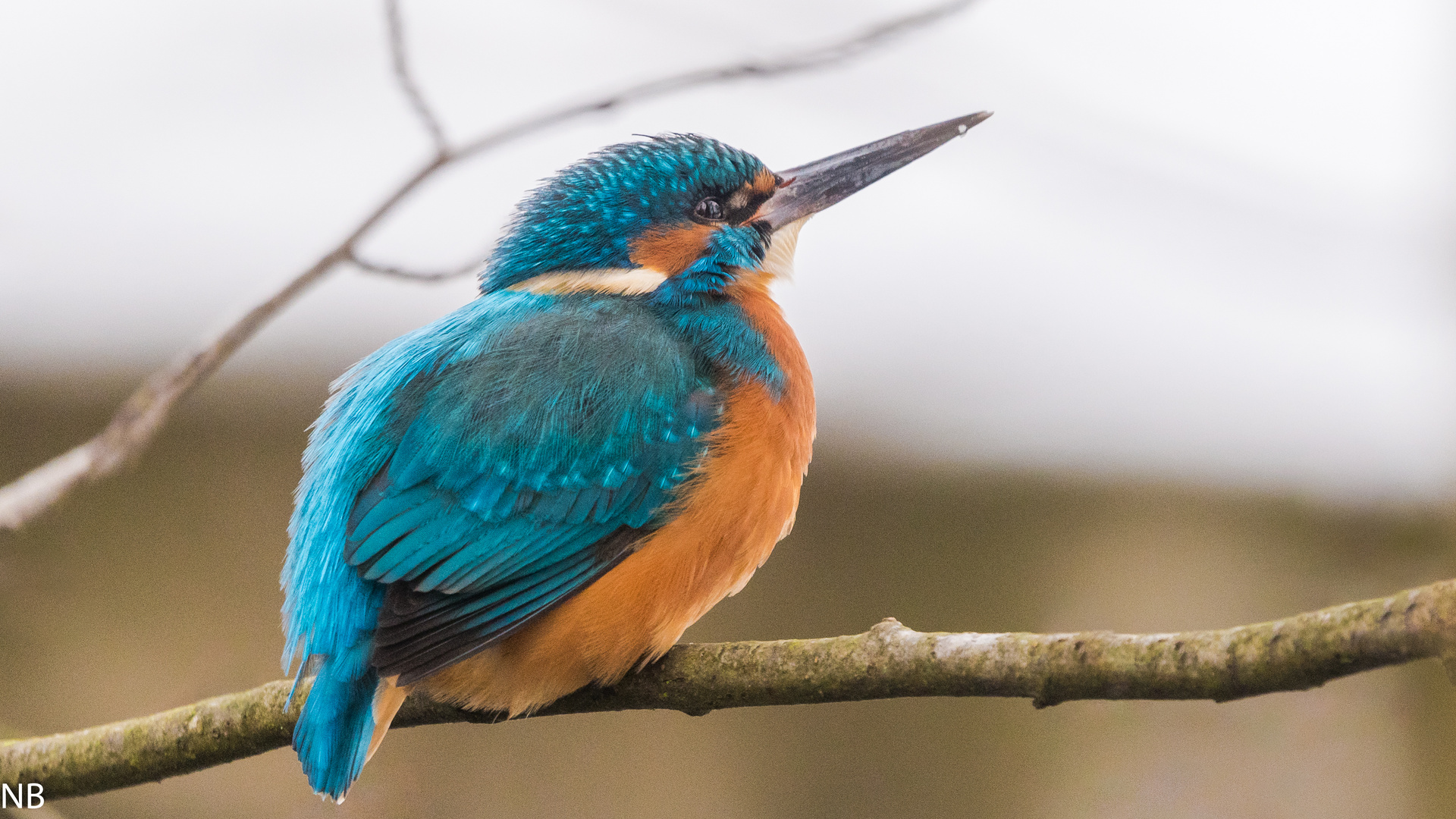 "Eisvogel-Blick zur Sonne 2024"