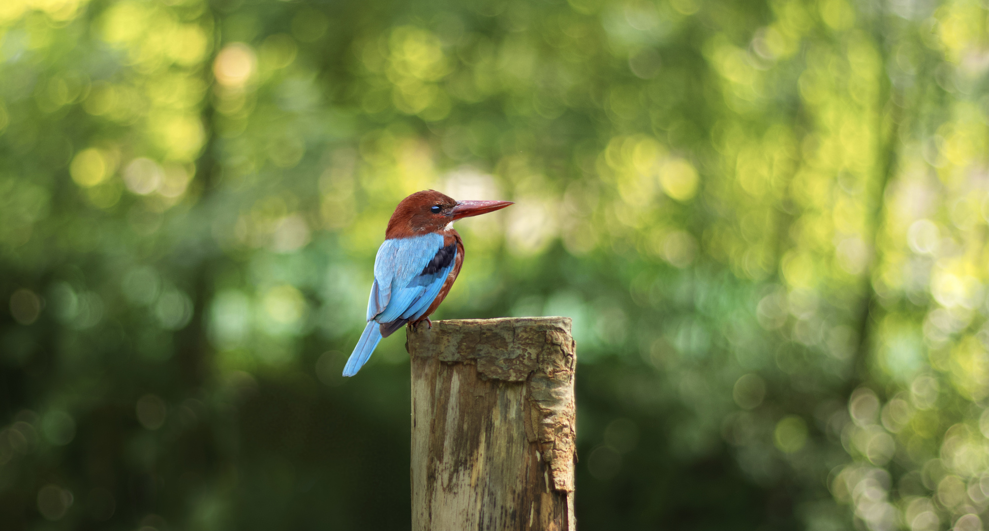 Eisvogel Braunliest