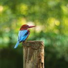 Eisvogel Braunliest