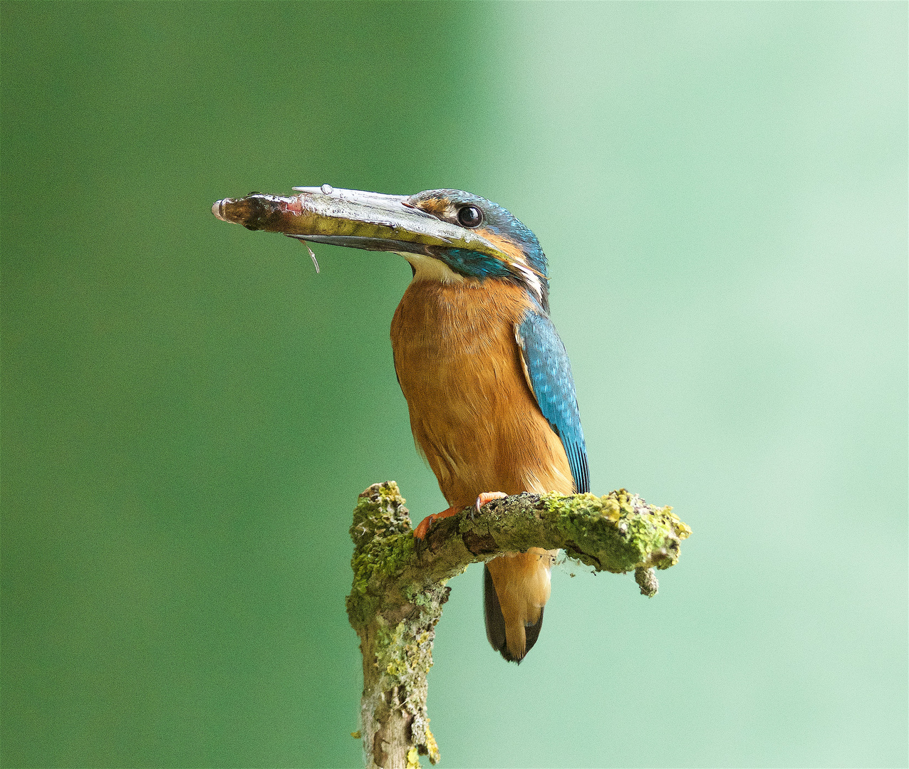 Eisvogel bringt Nahrung für die Kleinen...