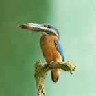 Eisvogel bringt Nahrung für die Kleinen...