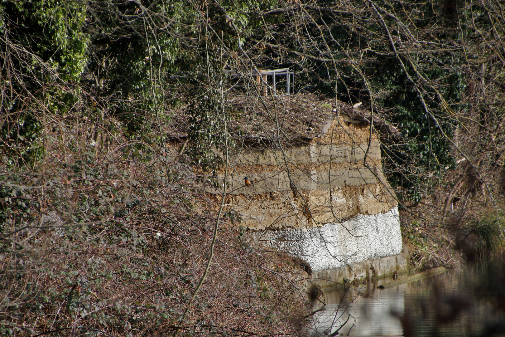 Eisvogel Brutwand bei der Ergolz in Augst