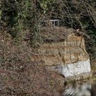 Eisvogel Brutwand bei der Ergolz in Augst