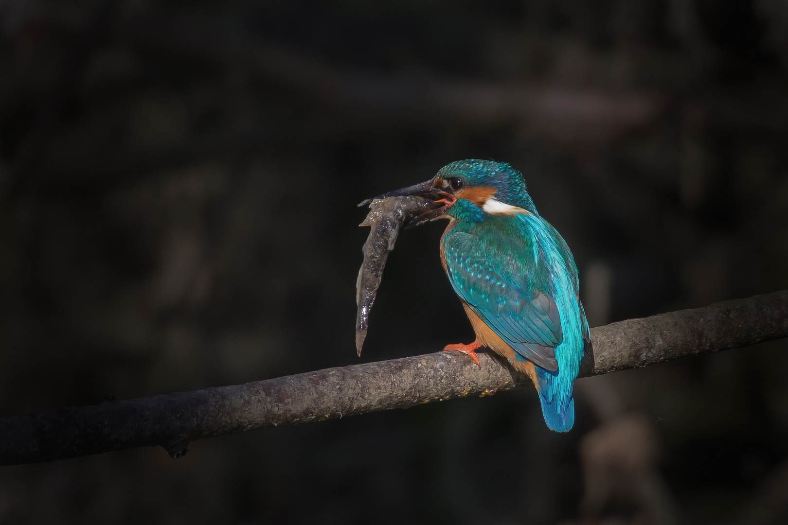 Eisvogel Busswil 2