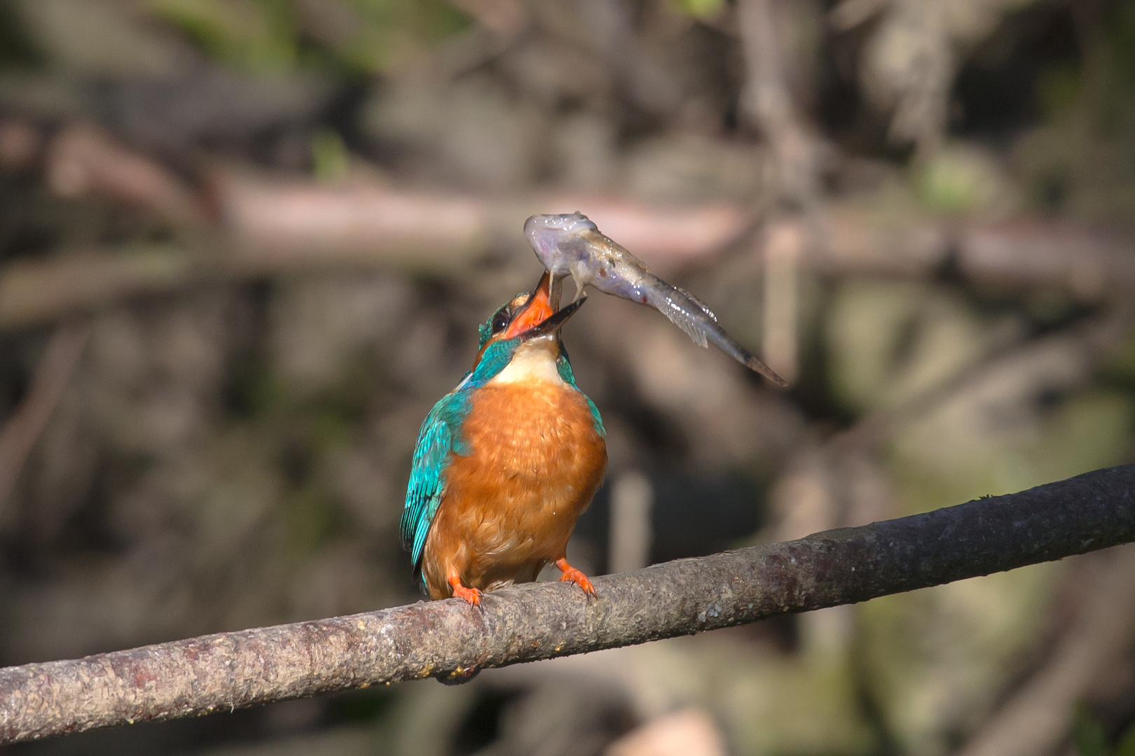 Eisvogel Busswil