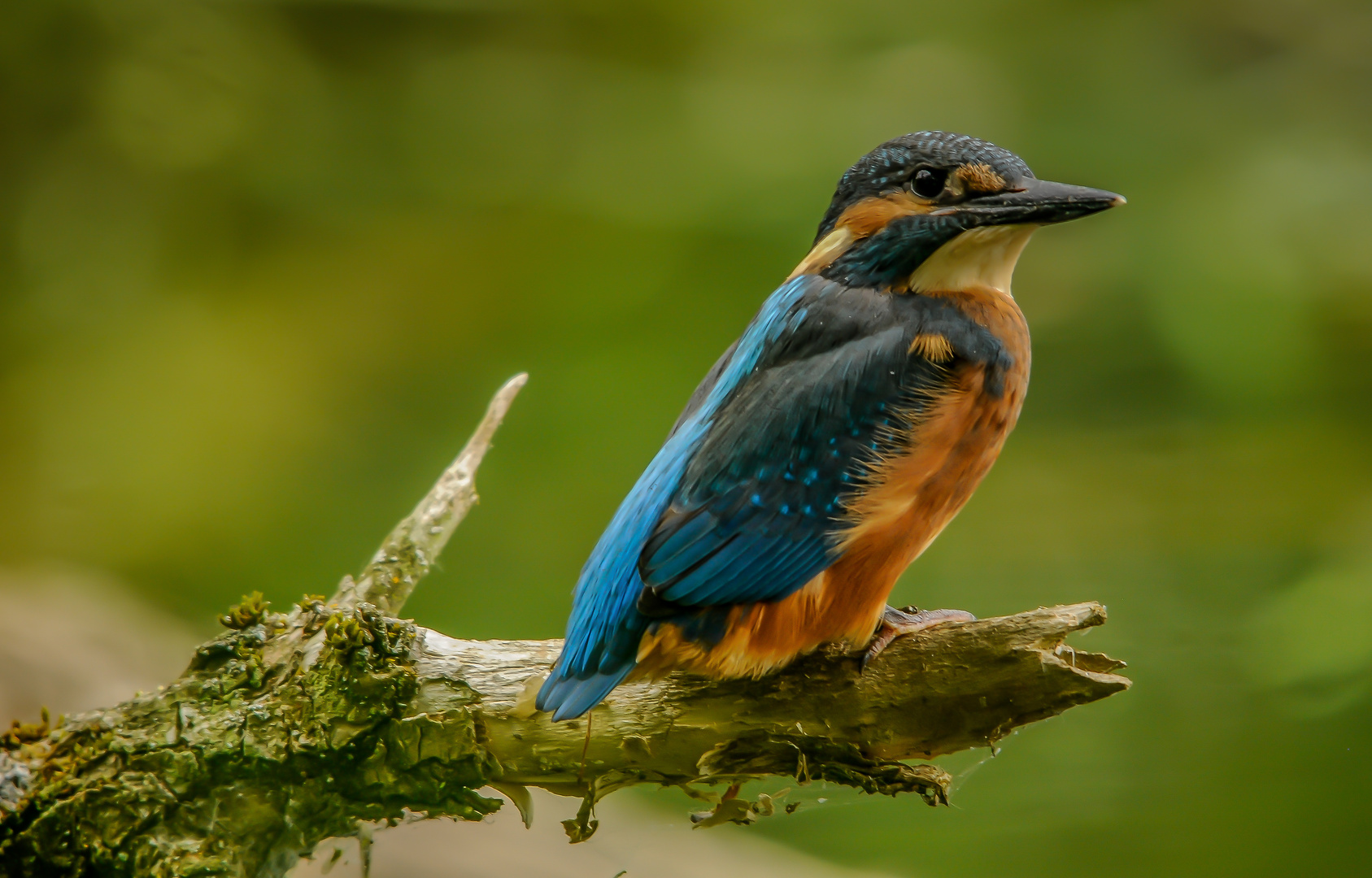 Eisvogel