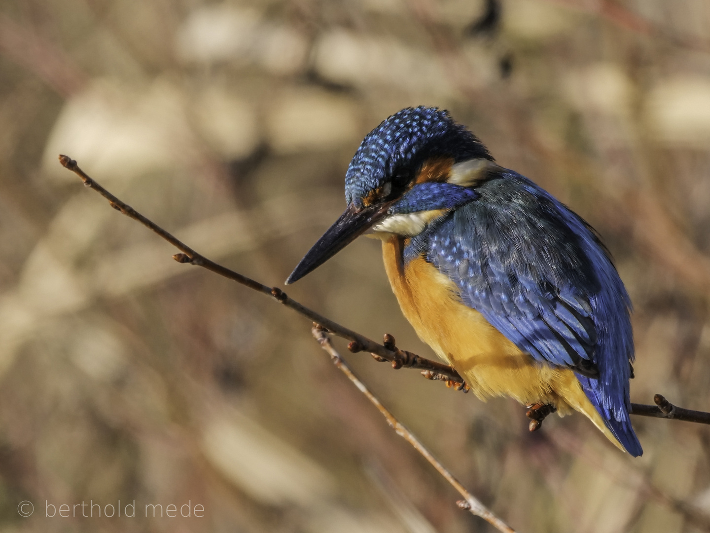 Eisvogel