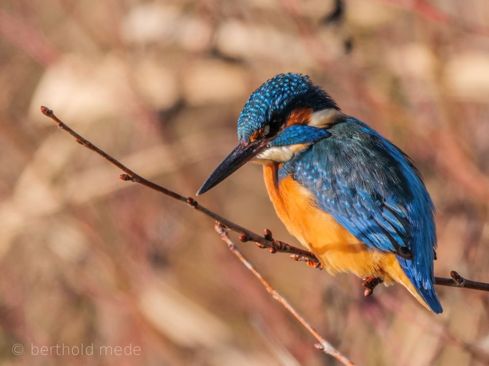 Eisvogel