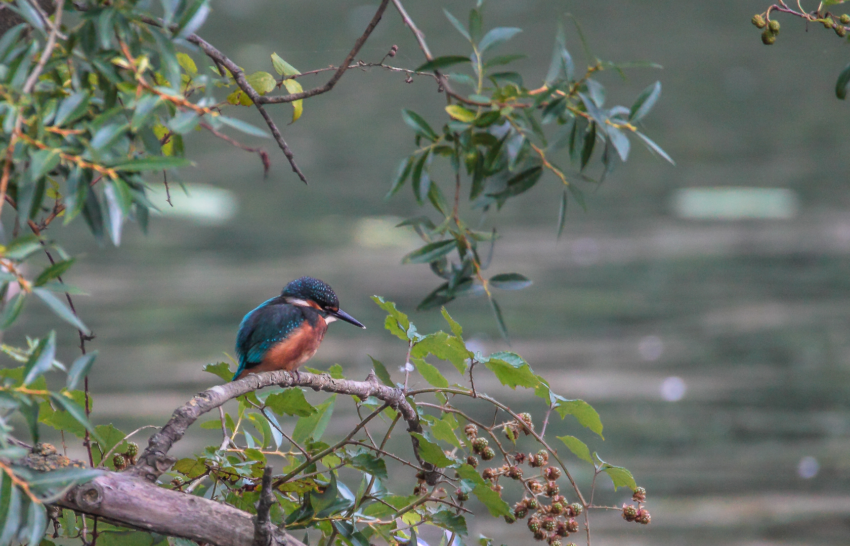 Eisvogel